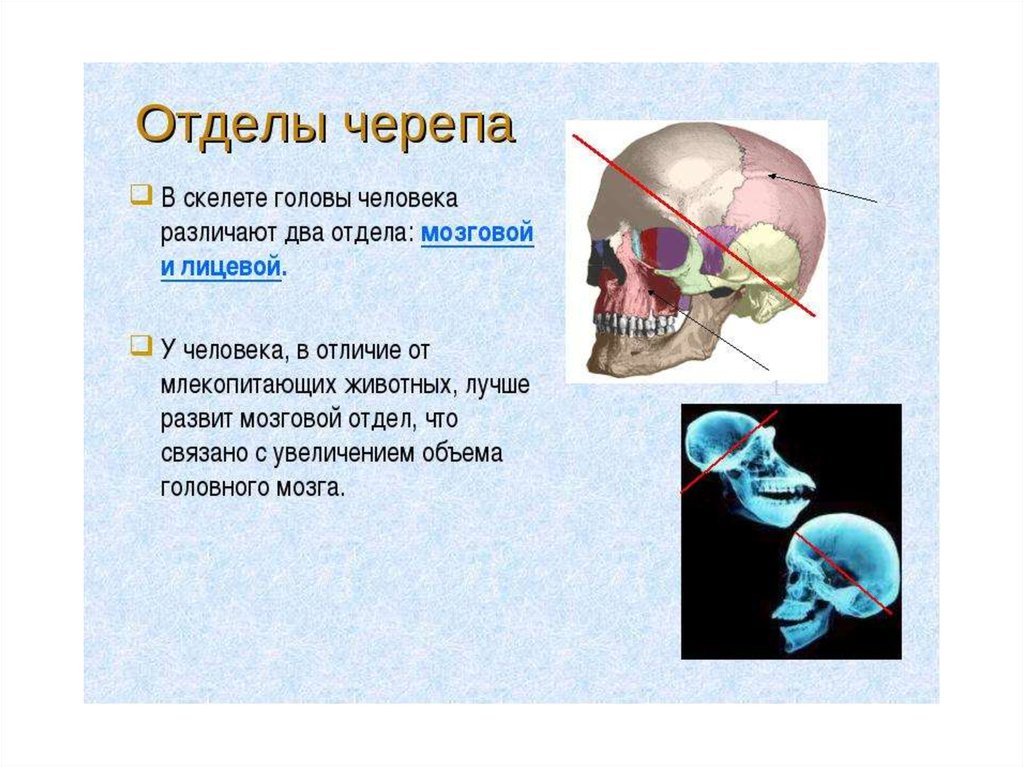 Мозговой череп презентация