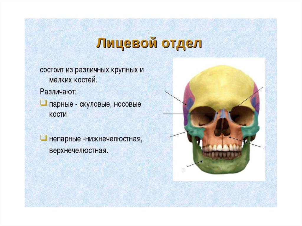 Скелет головы особенности строения. Кости лицевого отдела черепа анатомия. Лицевой отдел черепа состоит из. Скелет головы череп лицевой отдел. Строение лицевого отдела черепа.