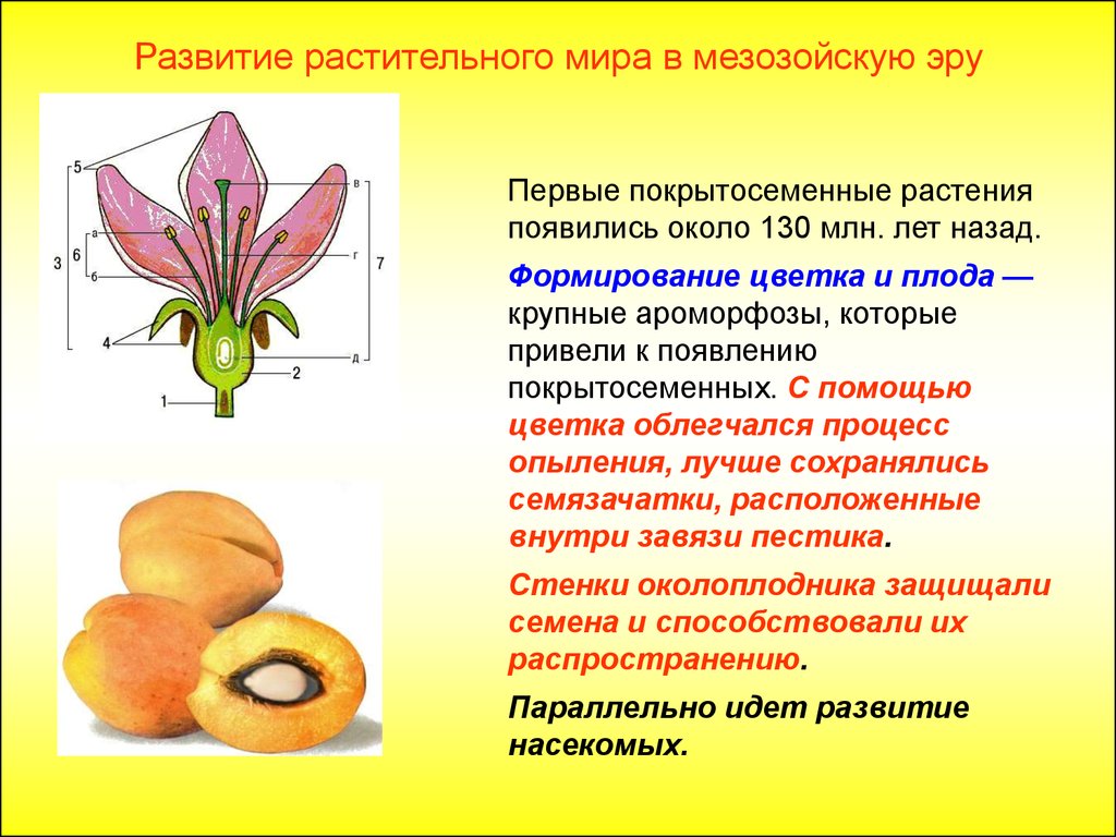 В каком периоде появляются растения. Возникновение цветковых растений. Первые Покрытосеменные. Появление первых цветковых растений. Первые Покрытосеменные растения.