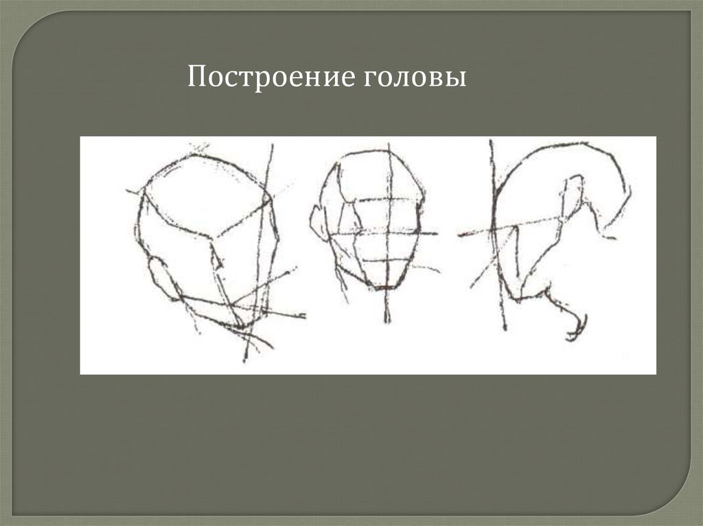 Голова раз. Построение головы. Построение головы медведя. Опорные точки головы. Презентация построение головы.