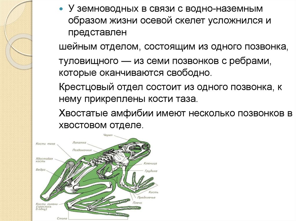 Скелет земноводных 7 класс биология