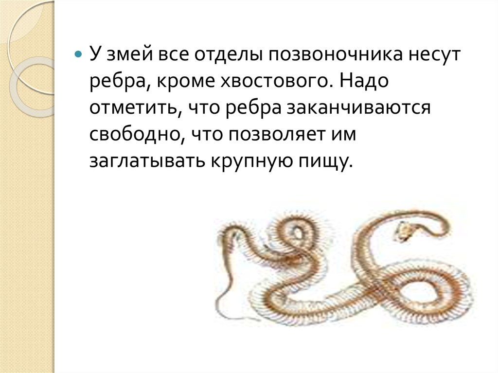 Способы передвижения змей. Способы передвижения змеи. Двусторонняя симметрия тела у змеи. Ребра у змей.