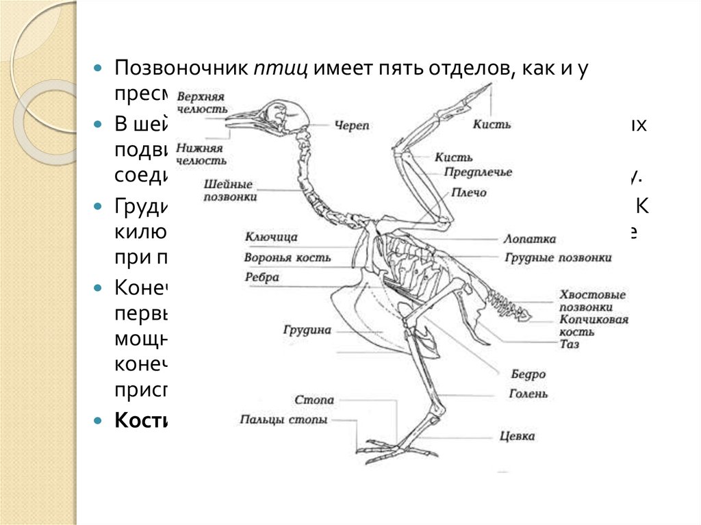 Вырост грудины киль. Скелет птицы грудной отдел позвоночника. Осевой скелет птиц. Скелет птицы подписанный. Скелет туловища птицы.