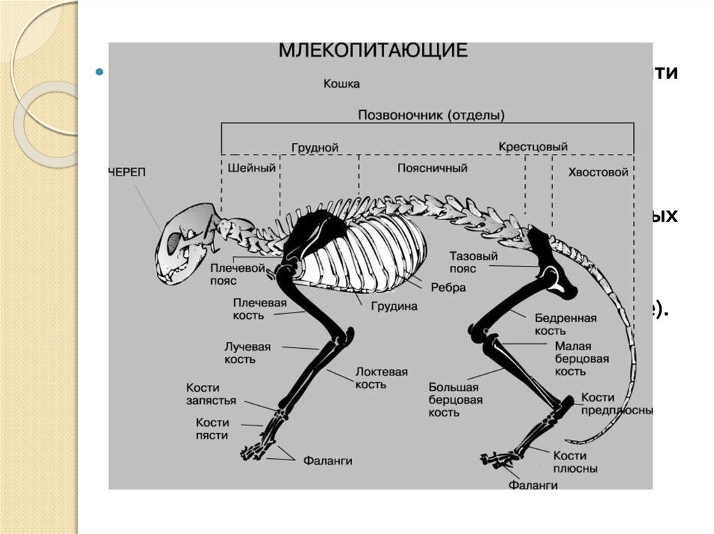 Отделы позвоночника млекопитающих 7. Скелет млекопитающих схема биология 7 класс. Строение задних конечностей млекопитающих. Скелет млекопитающего 7 класс биология. Строение скелета млекопитающих.
