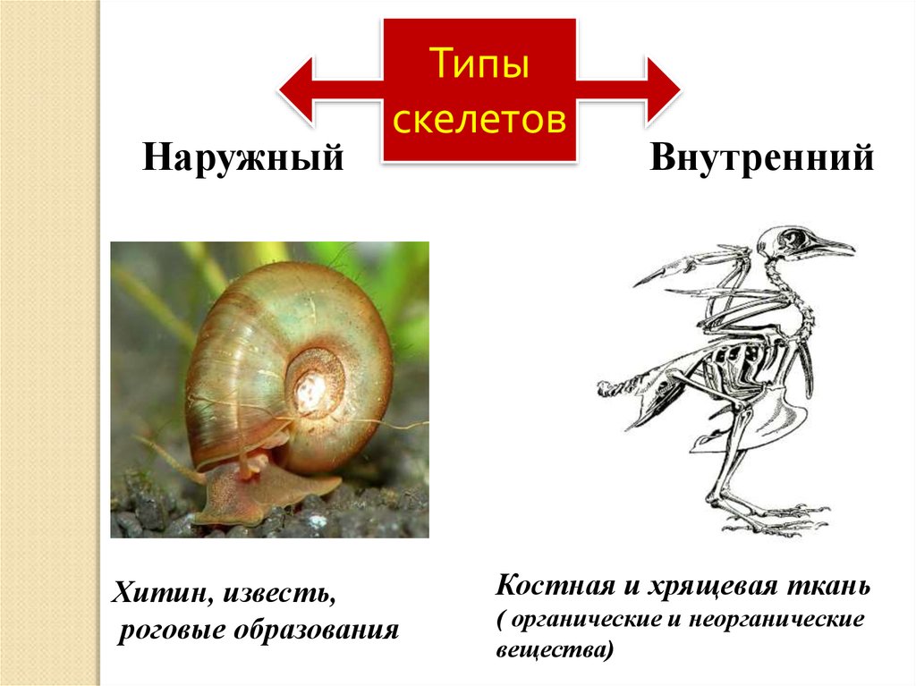 Впервые наружный скелет появляется у. Наружный скелет из хитина. Хитин скелет. Наружный скелет имеют. Наружный скелет состоящий из хитина.