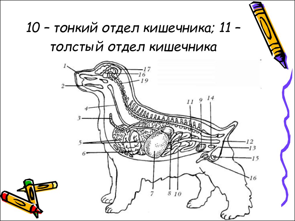 Схема кишечника собаки