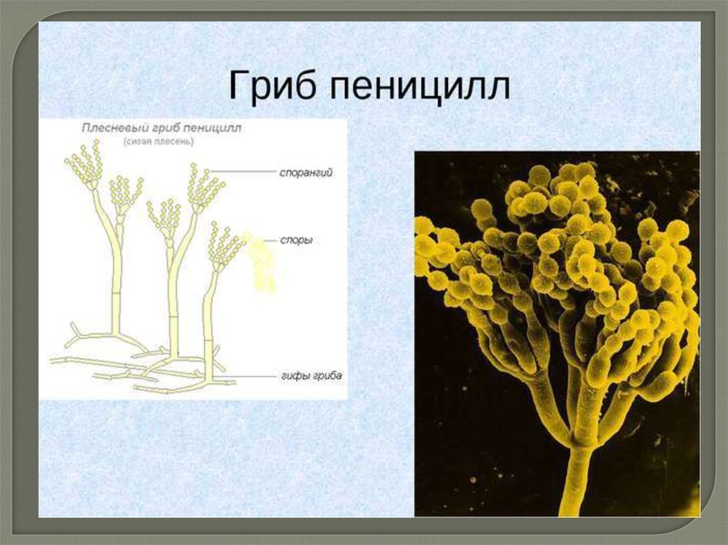 Открытие пенициллина презентация