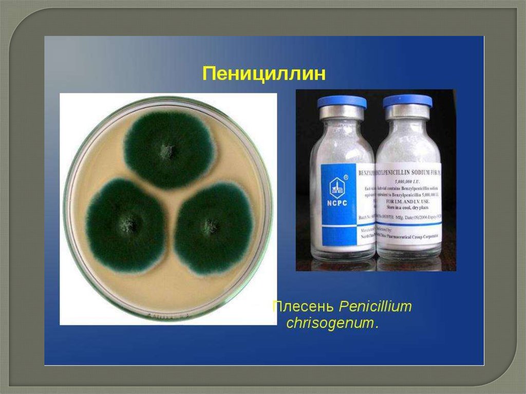 Открытие пенициллина презентация