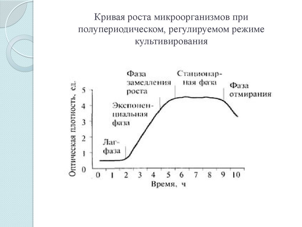 Кривая роста. Размножение микробов кривая роста микробиология. Фазы роста периодической культуры бактерий. Кривая роста микроорганизмов при периодическом культивировании. Стадии роста культуры бактерий.