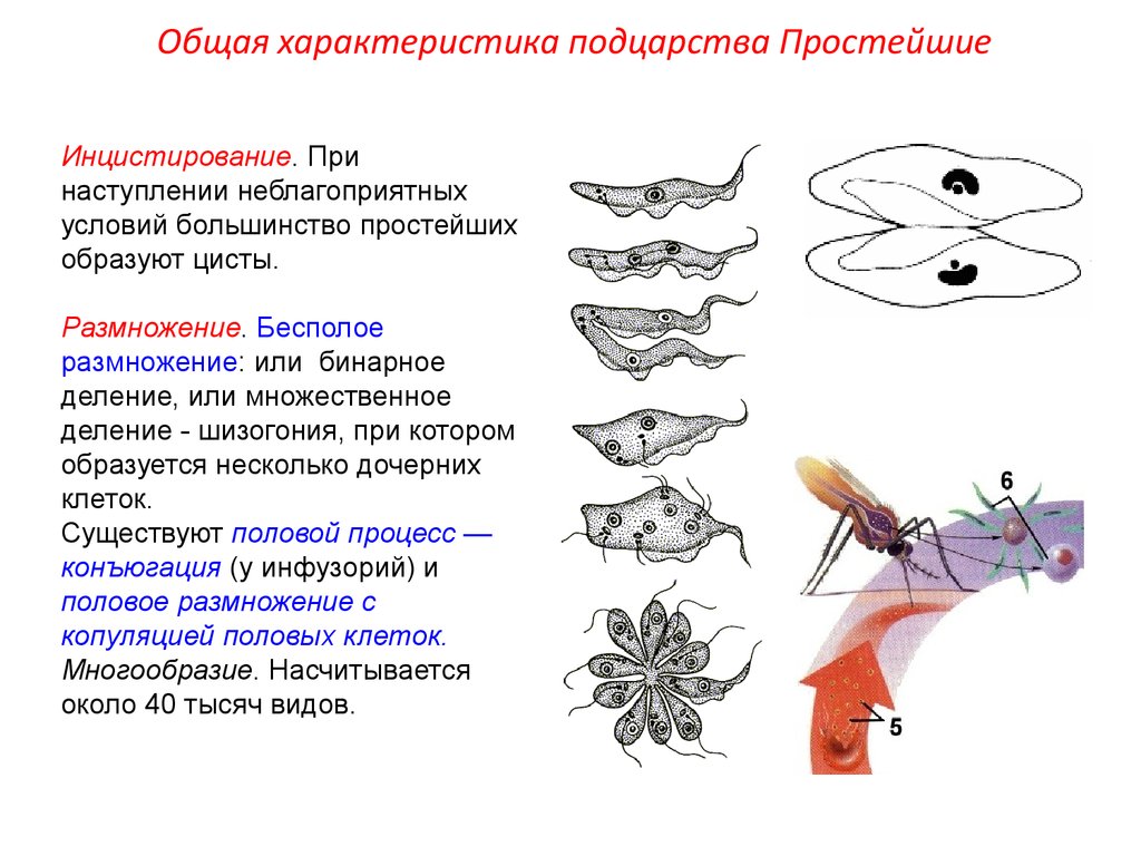 Отличительный признак простейших