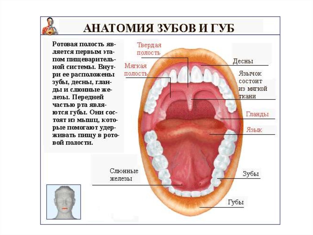 Полость рта строение. Строение ротовой полости зубы. Строение пищеварительной системы ротовая полость. Пищеварительная система человека зубы. Пищеварение в ротовой полости строение зубов.