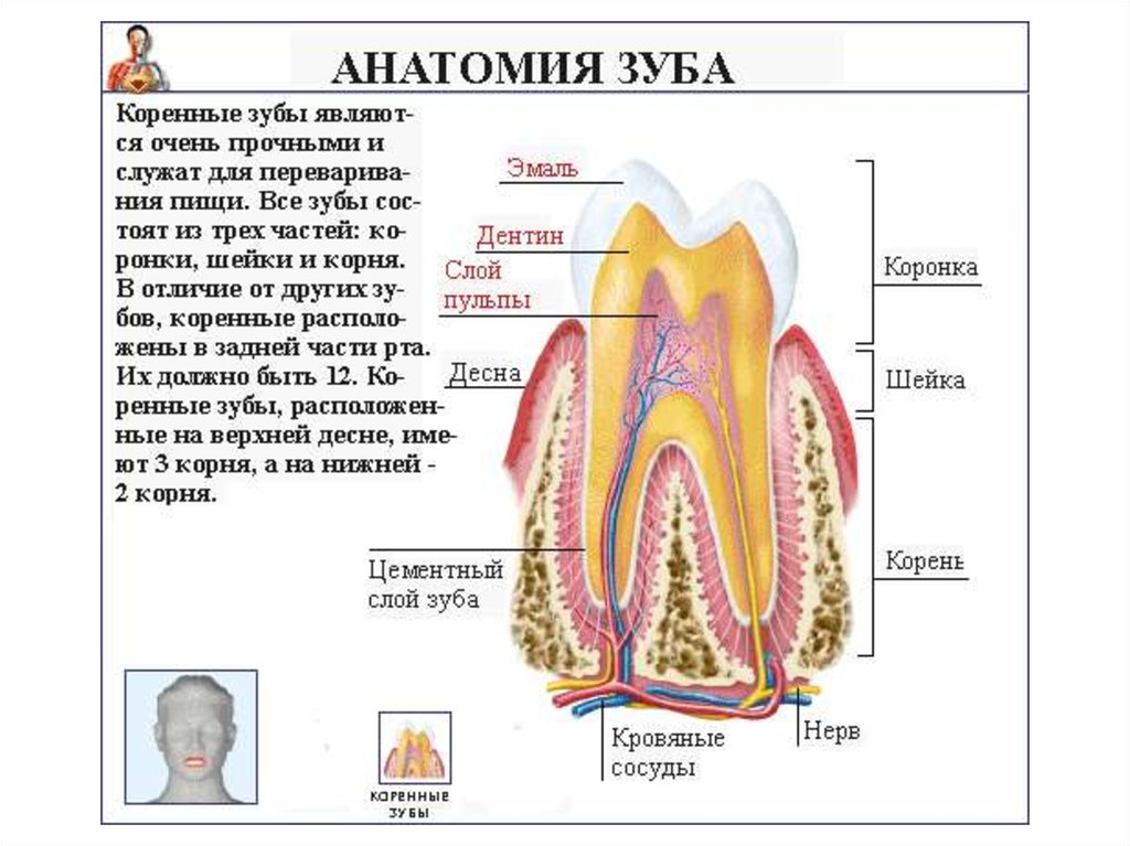 Тип строения зуба. Анатомическое строение зуба. Строение зубов человека анатомия зубов человека. Строение зуба двойки. Строение зуба стоматология.