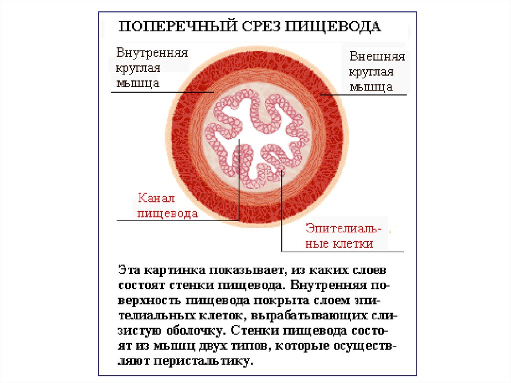 Где в организме человека находится орган поперечный срез которого обозначен на рисунке буквой а