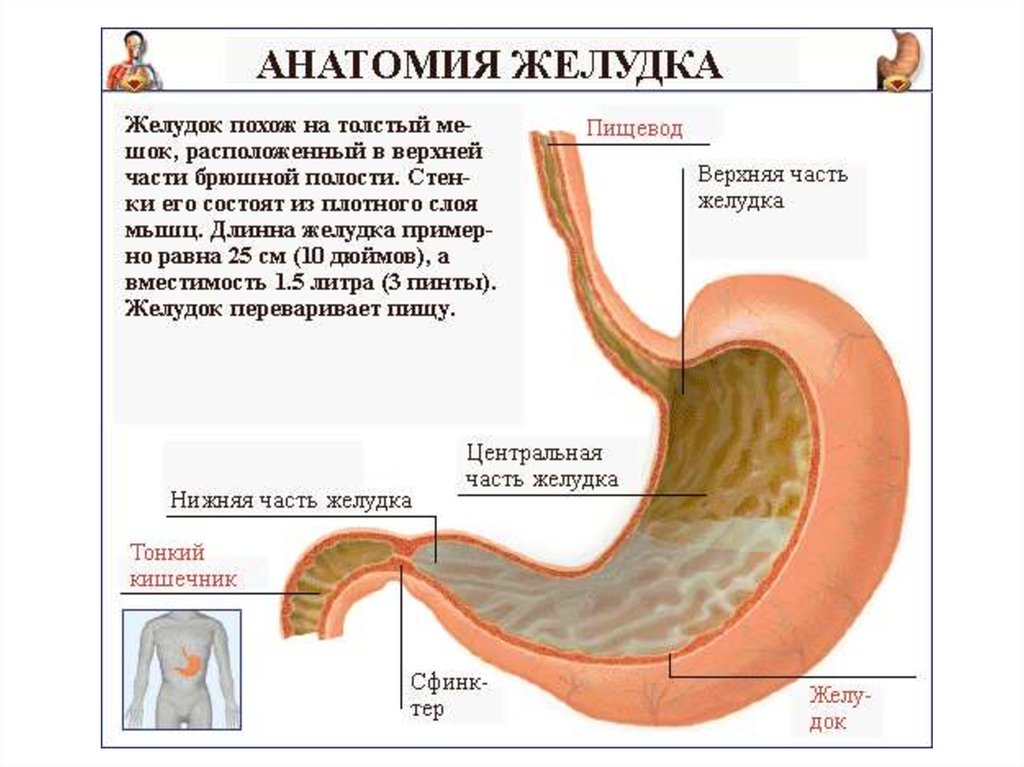 Нижняя часть желудка. Желудок схема. Желудок на общем рисунке. Строение желудка на английском.