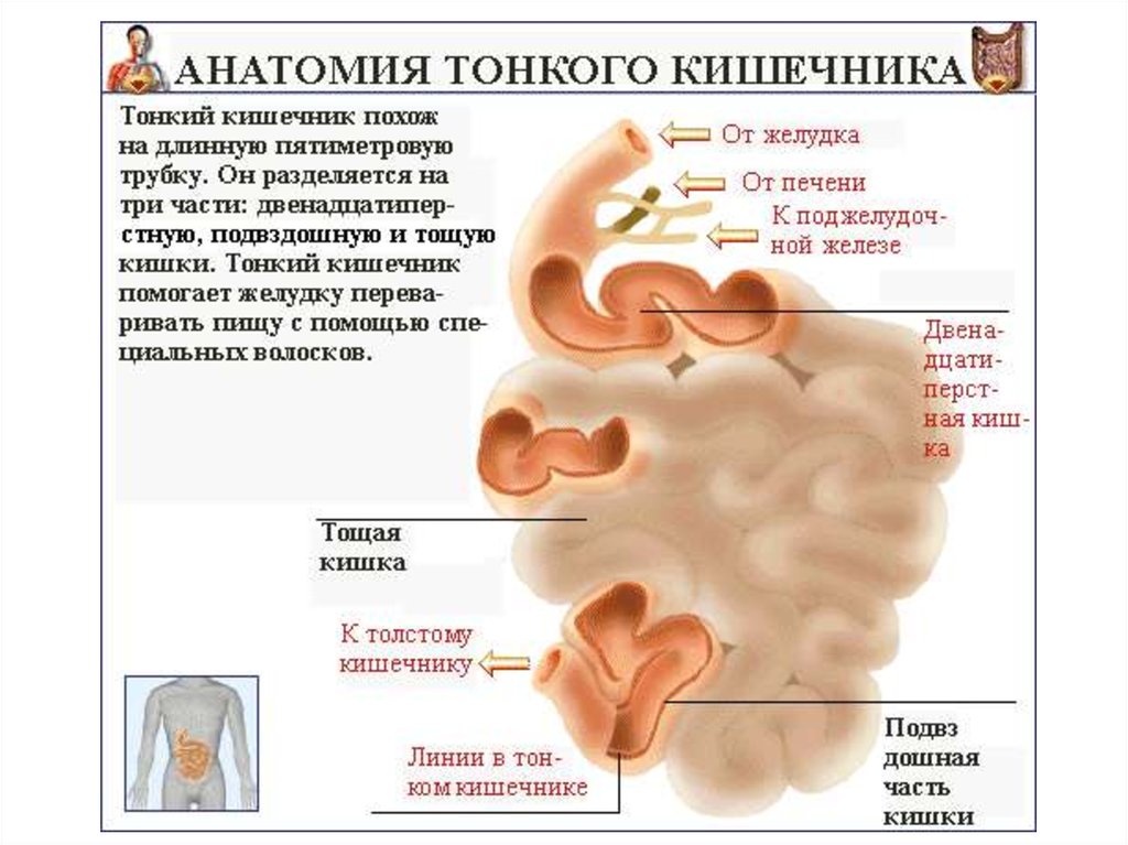 Подвздошная кишка анатомия человека фото с описанием