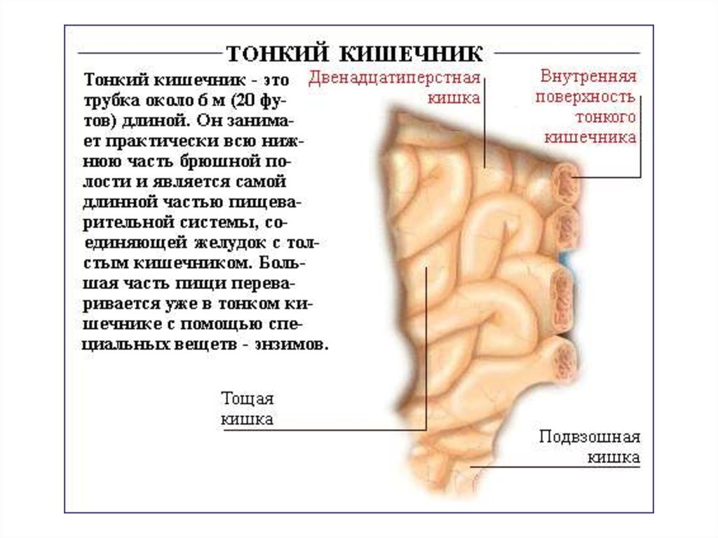 Характеристика тонкой кишки