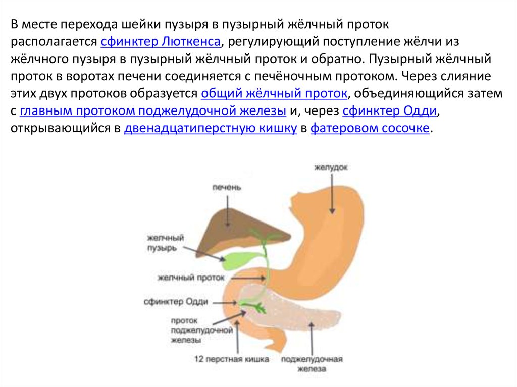 Желчный пузырь запах изо рта. Сфинктеры желчного пузыря и протоков. Сфинктеры желчного пузыря. Сфинктер желчного протока. Сфинктера Одди и Люткенса.