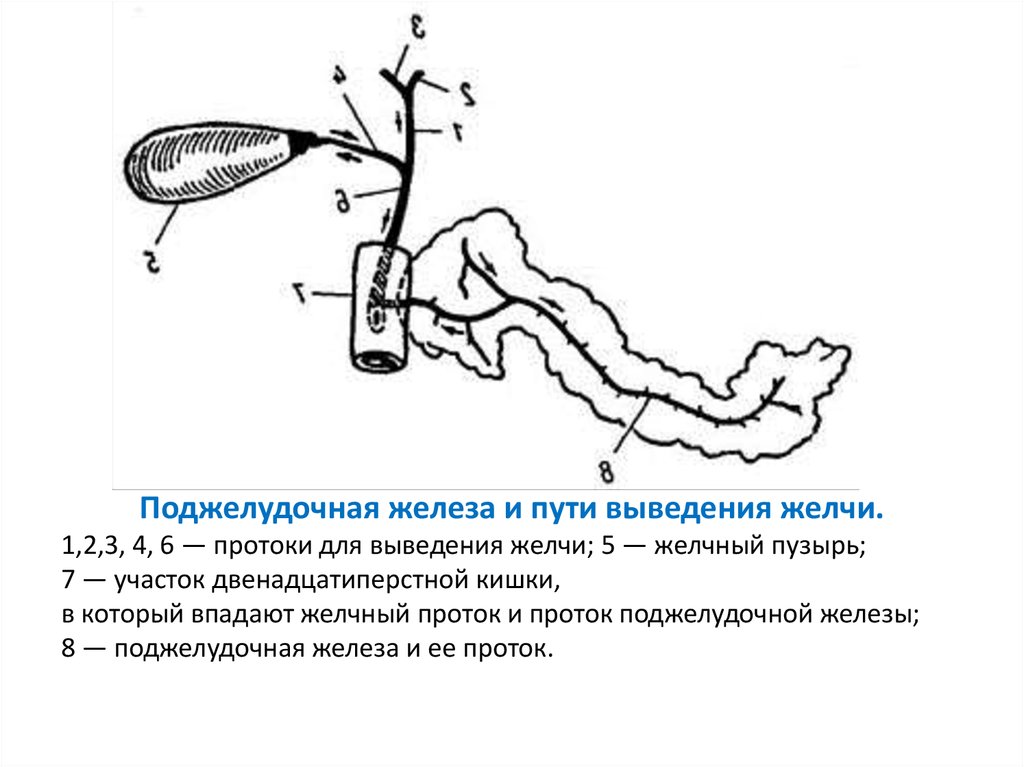 Контур поджелудочной железы