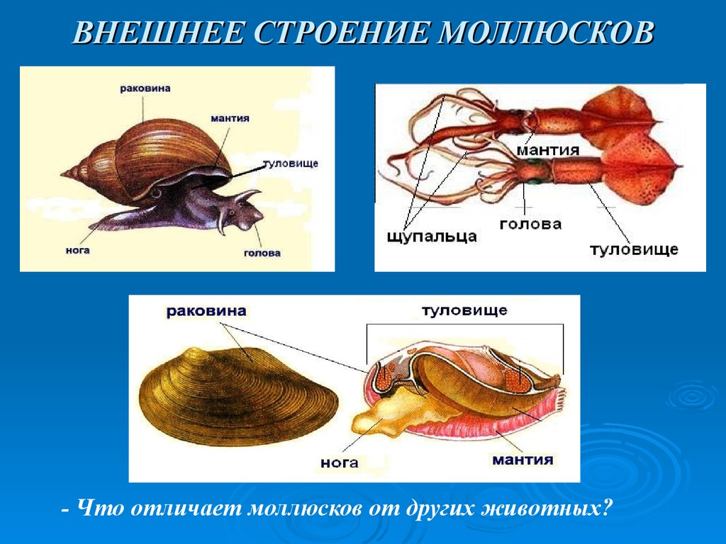 Моллюски схема строения