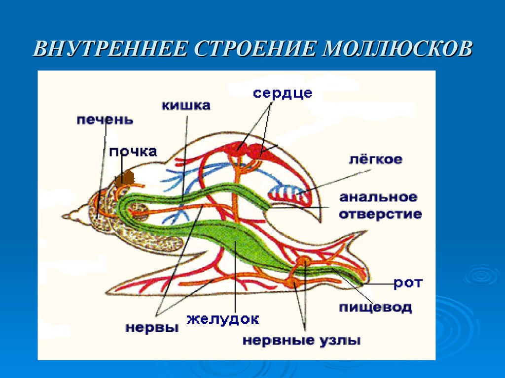 Моллюски схема строения