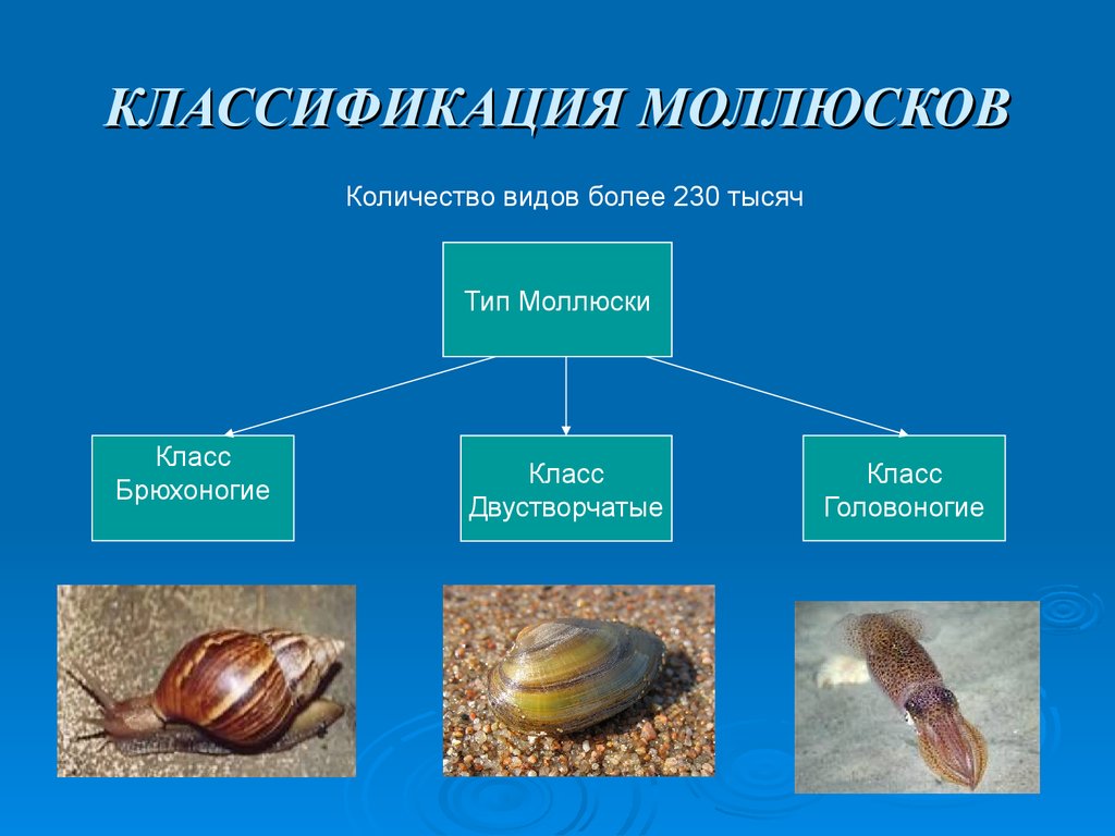 Представители брюхоногих двустворчатых