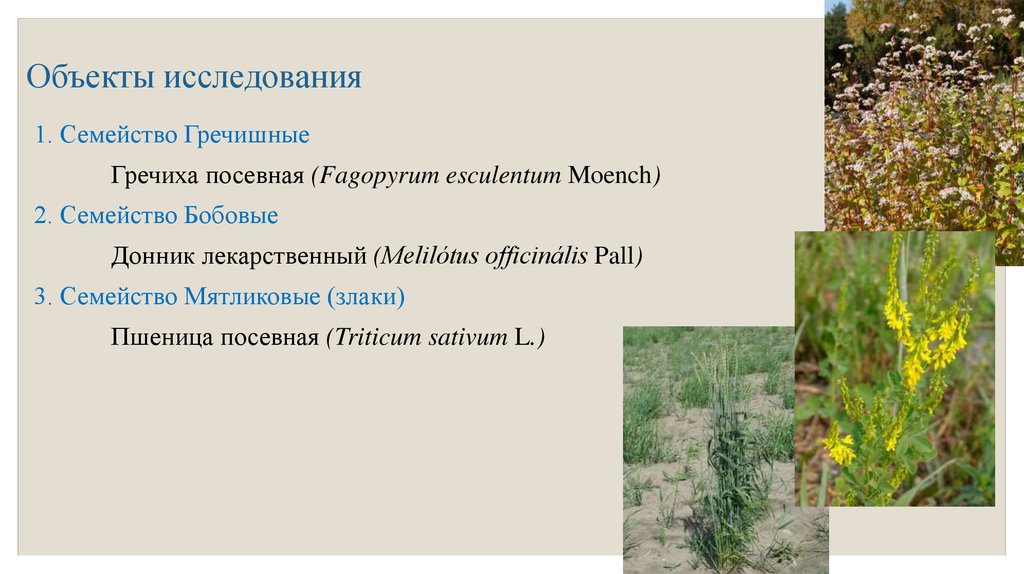 Многолетнее травянистое семейство злаков. Семейство гречишные представители. Гречиха посевная – Fagopýrum esculéntum. Семейство Мятликовые. Злаковые гречишные бобовые.