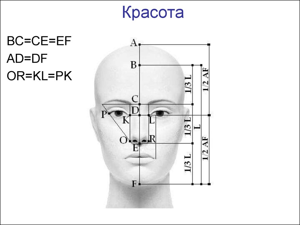 Лиц 1 8. Золотое сечение пропорции лица. Золотое сечение в лице человека. Пропорции красоты лица. Самые идеальные пропорции лица.