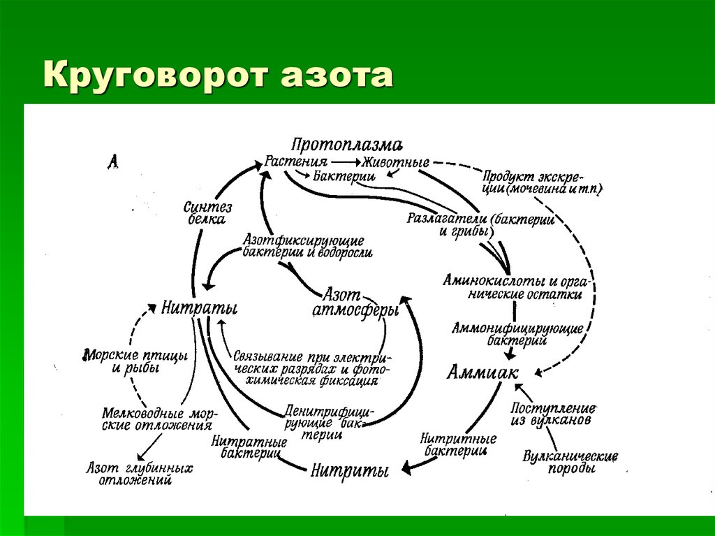 Рисунок круговорота азота