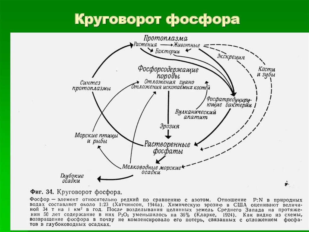 Круговорот фосфора рисунок