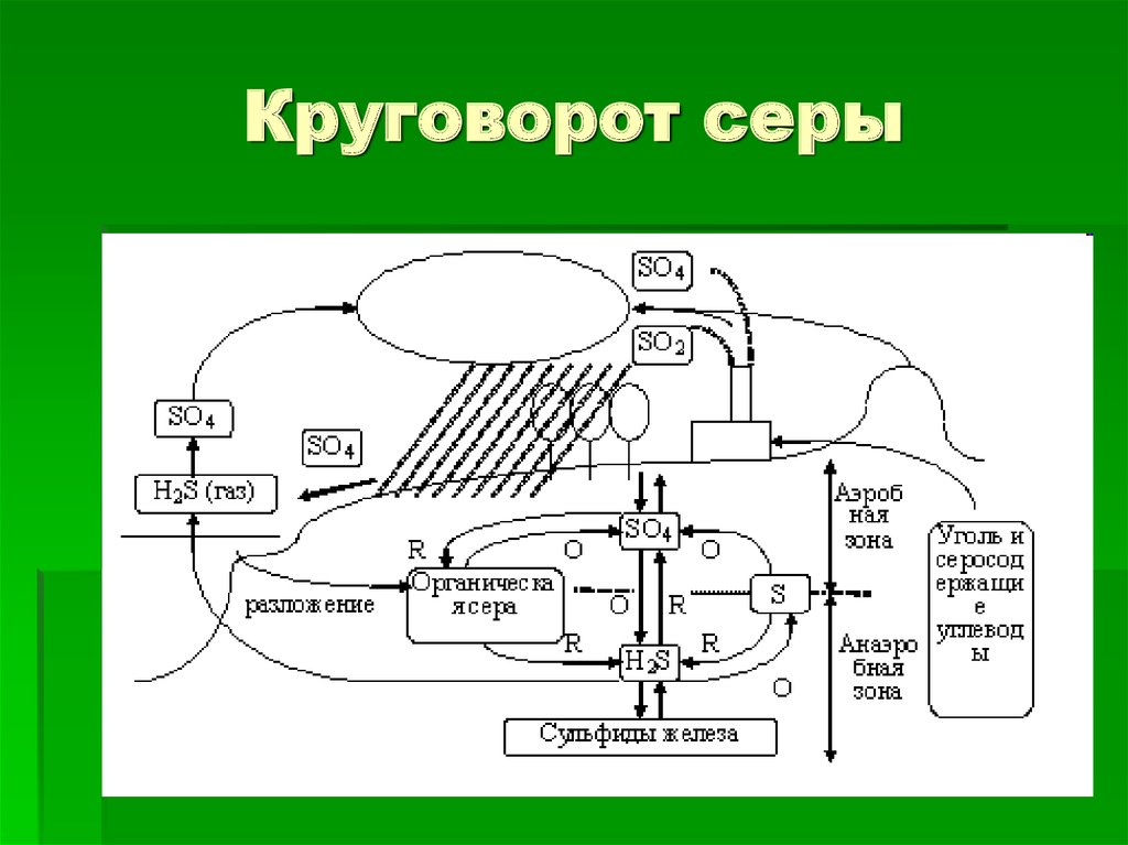 Рассмотрите рисунок на котором представлена схема круговорота серы в природе