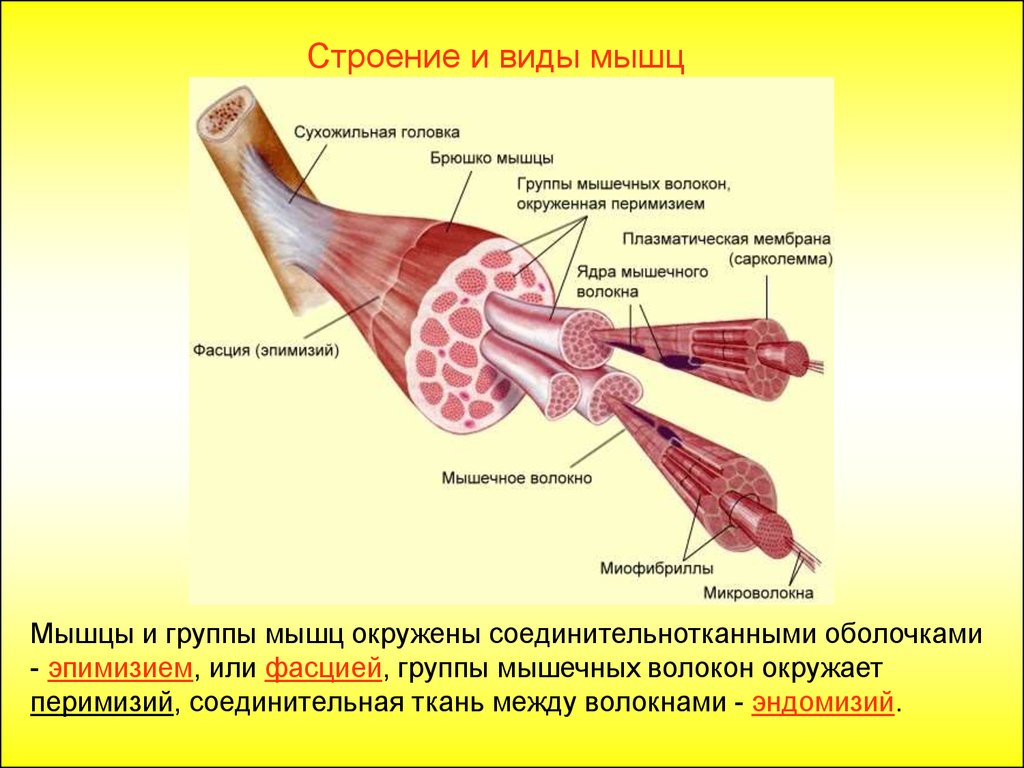 Строение скелетного мышечного волокна. Строение мышцы головка брюшко хвост. Строение скелетной мышцы брюшко. Строение скелетной мышцы головка брюшко хвост. Строение мышечного волокна и фасции.