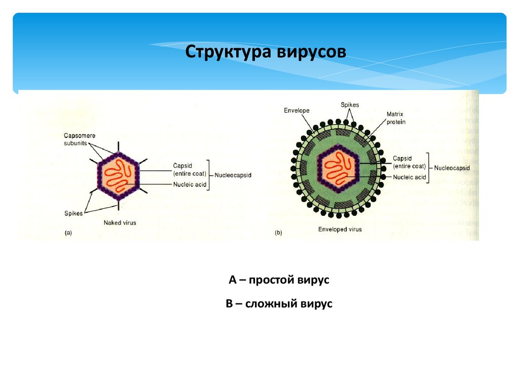 4 строение вирусов. Вирусология строение вируса. Строение простых вирусов 4 компонента. Схема строения вируса. Простые и сложные вирусы.