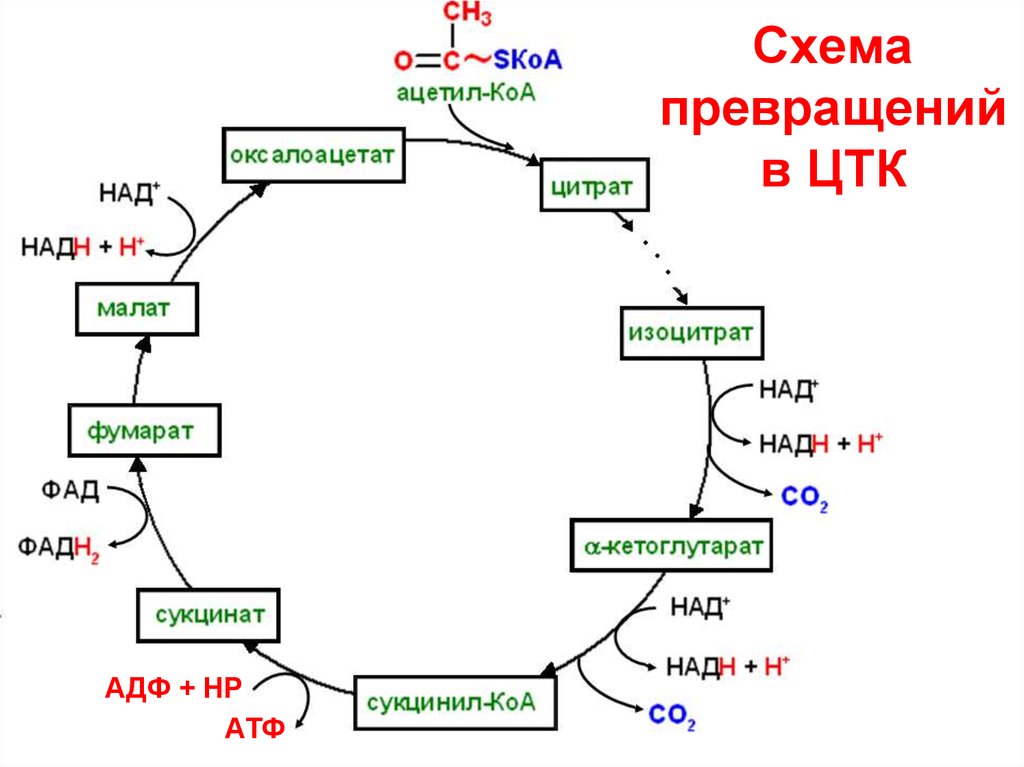 Цикл кребса сколько атф