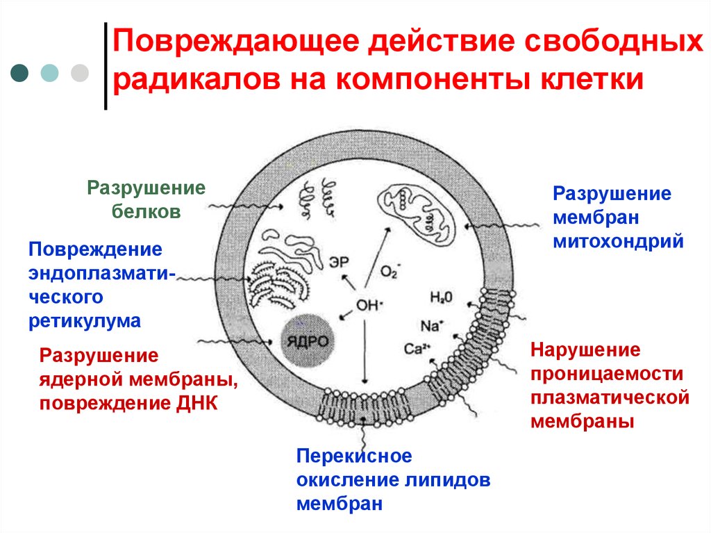 Мембрана днк. Действие свободных радикалов. Действие свободных радикалов на клетку. Влияние свободных радикалов на клетки. Свободные радикалы образуются в митохондриях.