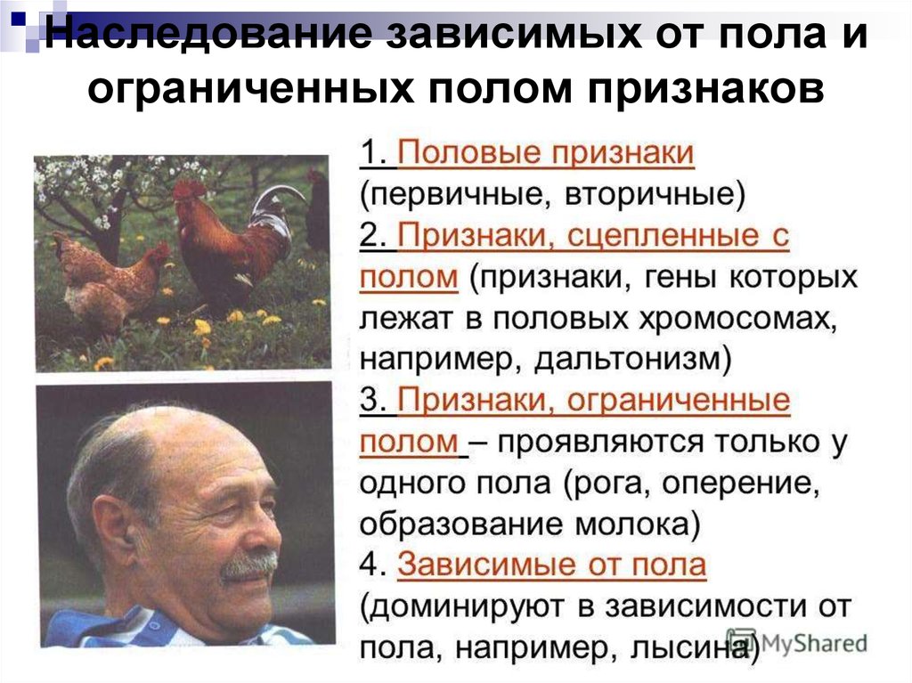 Признаки пола. Признаки ограниченные полом. Наследование признаков ограниченных полом. Ограниченное полом наследование. Зависимое от пола наследование это.