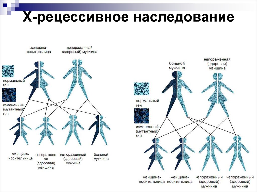 Рецессивная хромосома. Рецессивный ген это в генетике. Женщина носительница рецессивного Гена гемофилии. Рецессивные гены это в биологии. Рецессивный ген это в биологии.