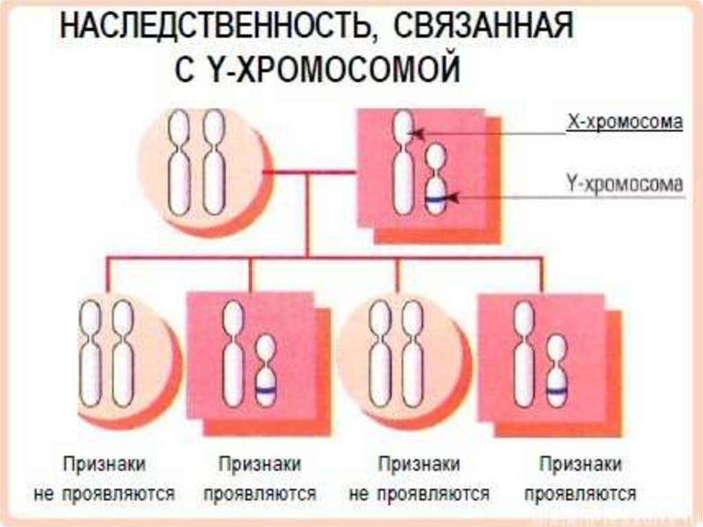 Сцепленно с х хромосомой наследуется заболевание. Признаки наследования, сцепленного с y-хромосомой. Сцепленный с полом Тип наследования. Наследование х хромосомы схема. Болезни связанные с y хромосомой.
