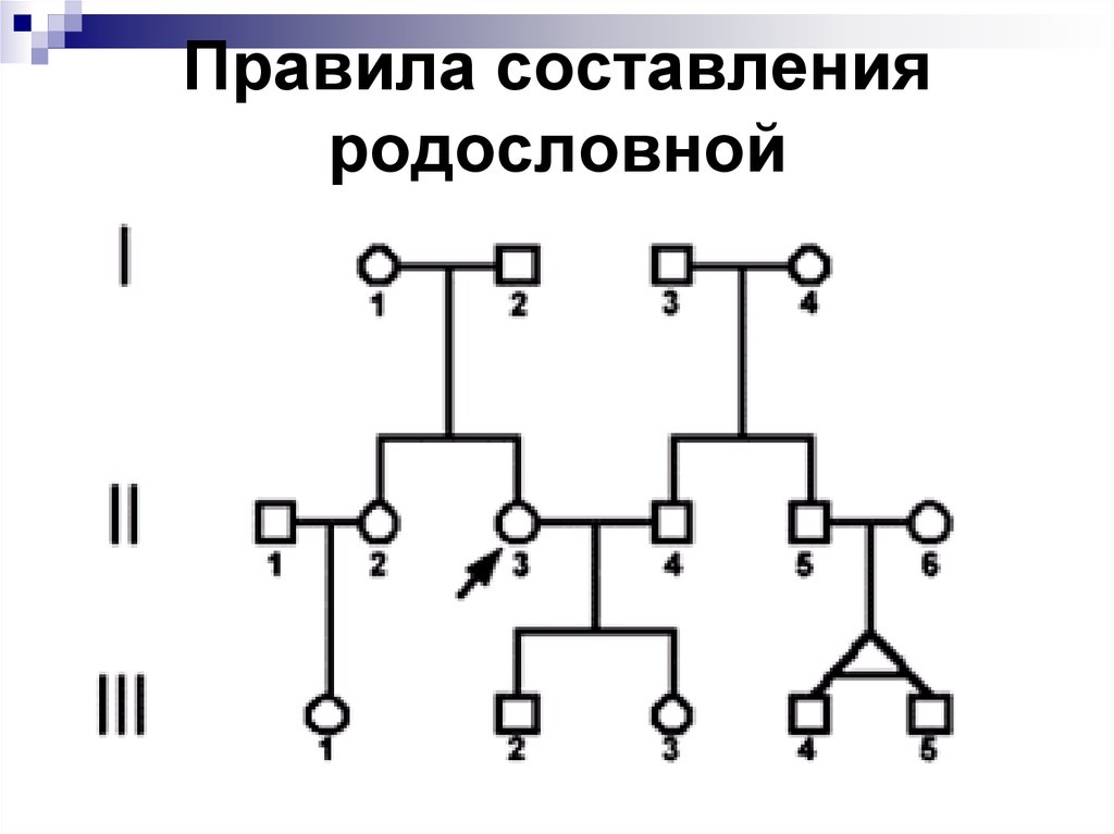 Правила графического изображения родословной