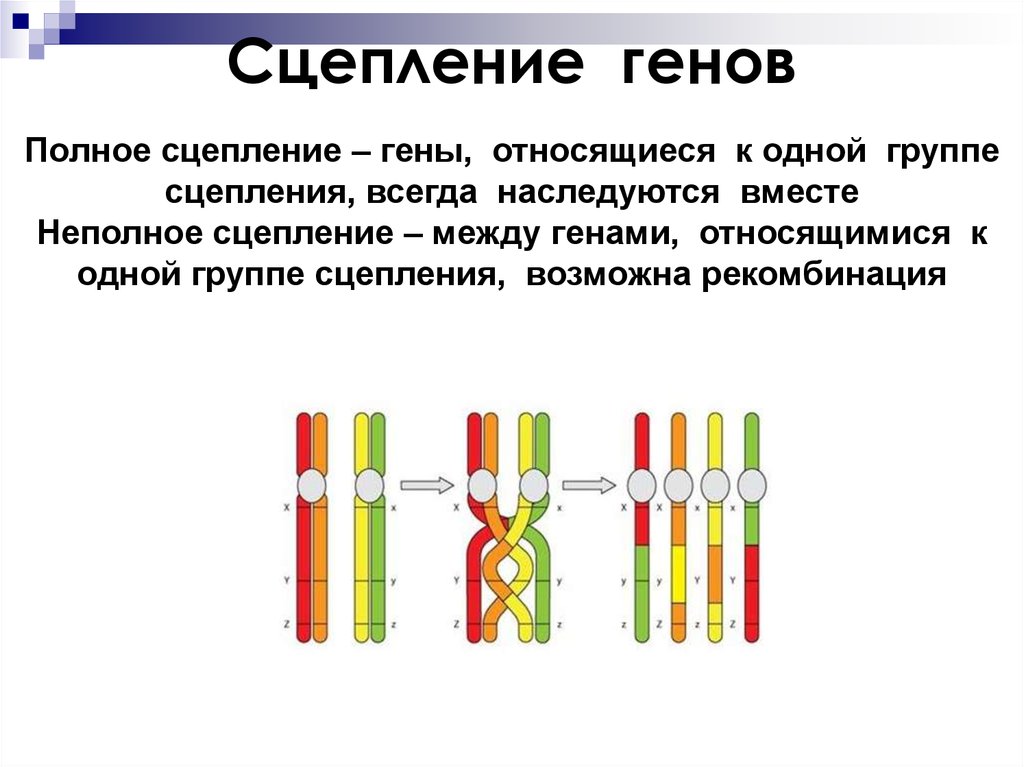 Какие гены называют сцепленными. Сцепленное наследование (полное и неполное сцепление. Кроссинговер полное и неполное сцепление. Сцепление генов группа сцепления неполное и полное сцепление генов. Сцепленное наследование генов полное и неполное сцепление.