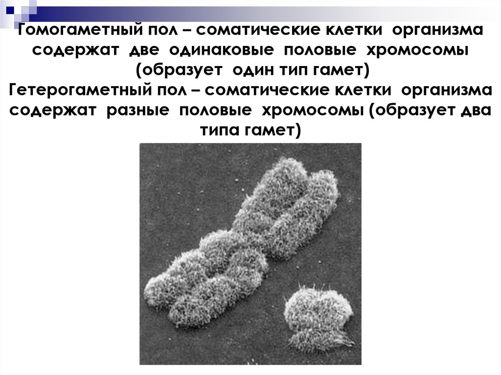 Половые хромосомы мужского организма. Половые хромосомы. Половые хромосомы в соматической клетке. Гомогаметные хромосомы. Половые хромосомы гомогаметные организмы.