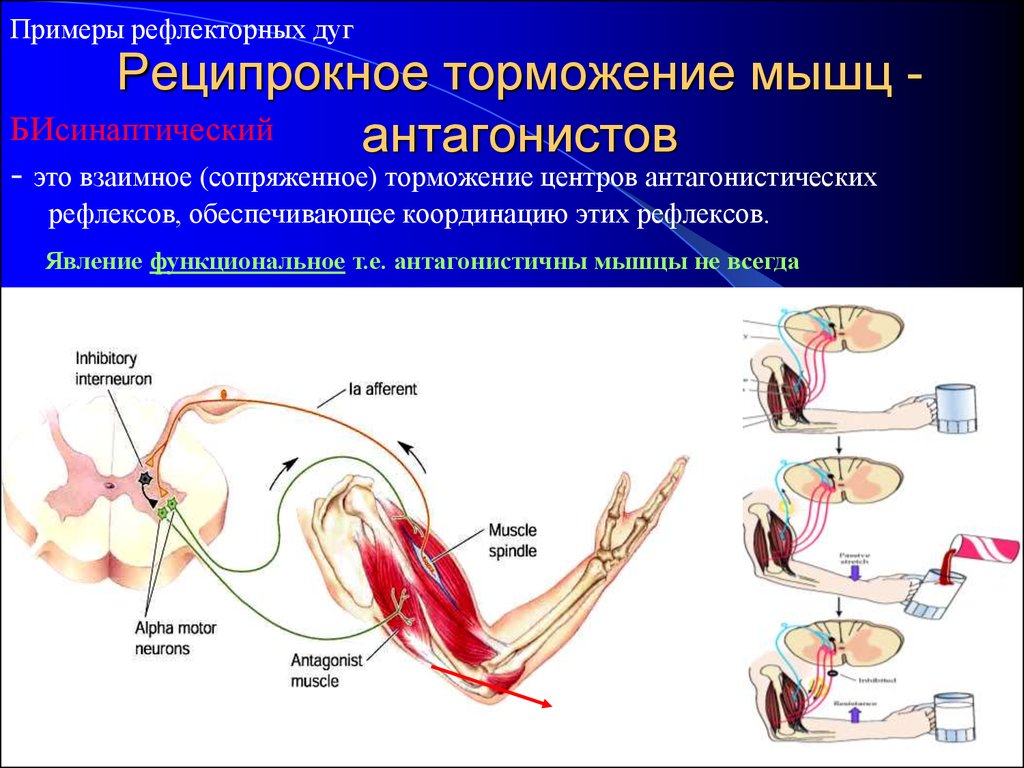 Пример торможения у человека. Реципрокное торможение физиология схема. Реципрокное торможение в ЦНС физиология. Механизм реципрокного торможения физиология. Схема реципрокного торможения в нервных центрах.
