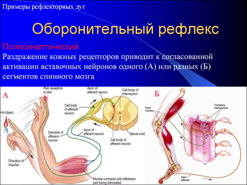 Презентация рефлексы человека