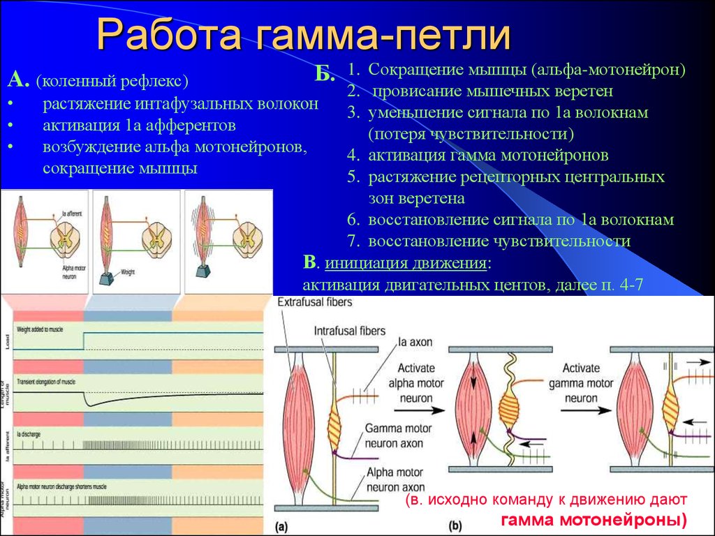 3 альфа гамма. Альфа и гамма мотонейроны физиология. Рефлексы с мышечных веретен. Альфа и гамма мотонейроны отличие. Альма и гамма мотонейпрны.