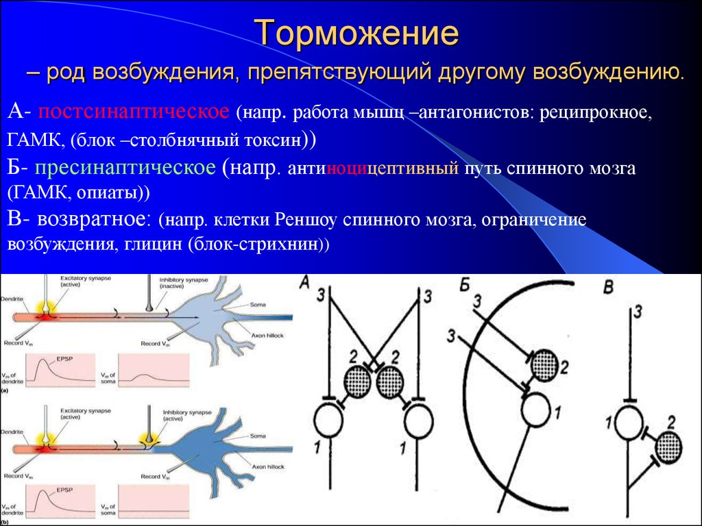 Механизм развития торможения. Пресинаптическое торможение в ЦНС. Реципрокное постсинаптическое торможение. Латеральное постсинаптическое торможение физиология. Пресинаптическое торможение физиология механизм.