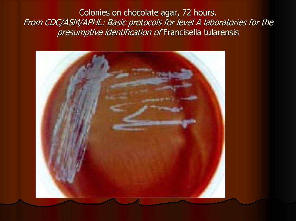 Colonies on chocolate agar, 72 hours. From CDC/ASM/APHL: Basic protocols for level A laboratories for the presumptive