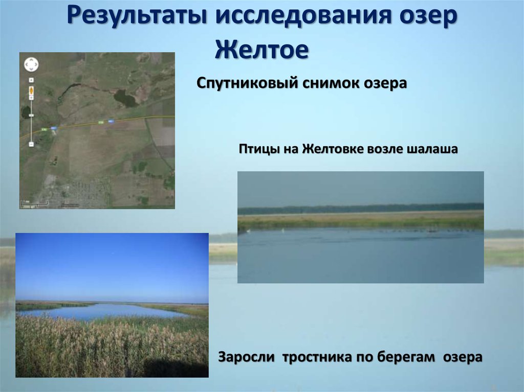 Исследовательская работа озеро. Исследование озер. Желтое озеро. Озеро желтое Омская область. Изучение озера.