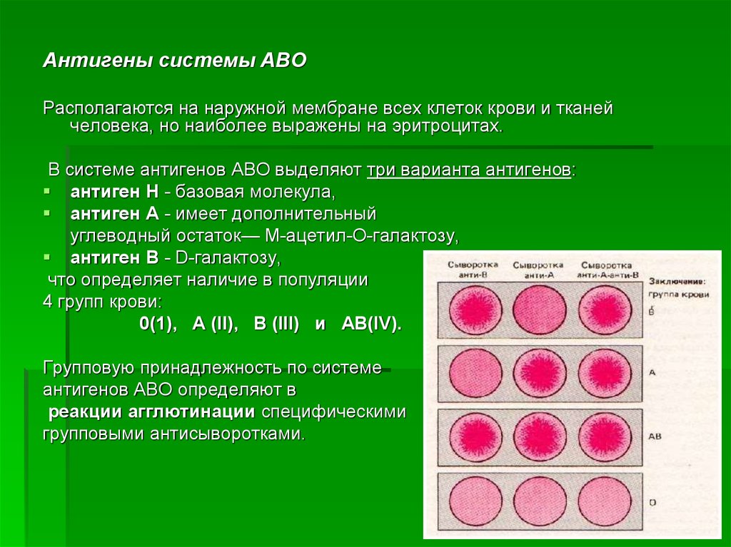 Определить группу крови по системе аво. Эритроцитарные антигены и антитела системы АВО. Система АВО иммунных. Антигены эритроцитов человека (система ав0).. Антигенные системы крови по Abo.