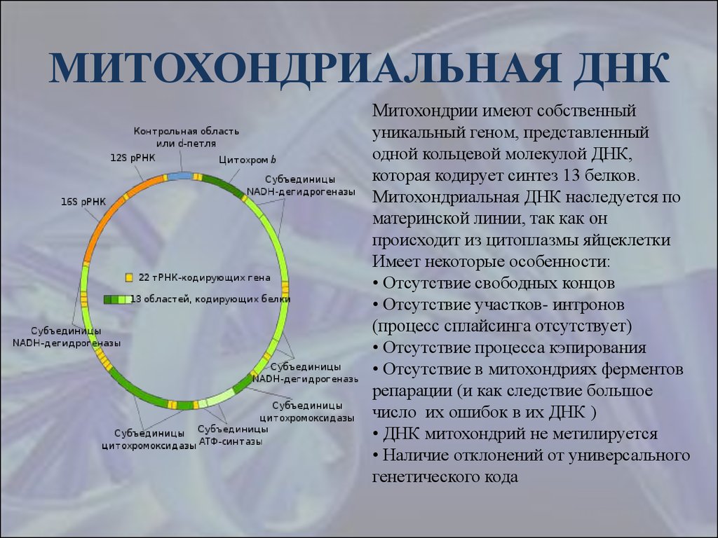 Кольцевая хромосома в митохондриях. Митохондриальная ДНК структура и функции. Особенности строения митохондриальной ДНК. Митохондрительная РНК. Митохондриальный анализ ДНК.