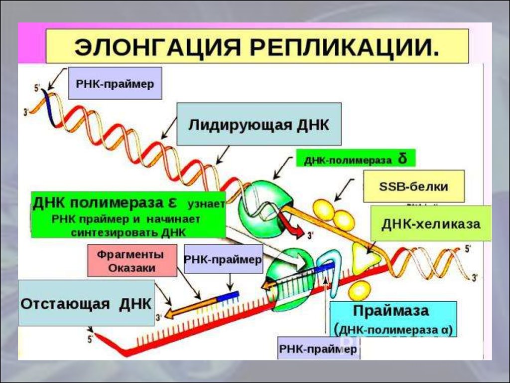 Рнк полимераза синтезирует. Проблема концевой репликации. РНК праймер в репликации ДНК. Лидирующая ДНК. Концевая недорепликация ДНК.