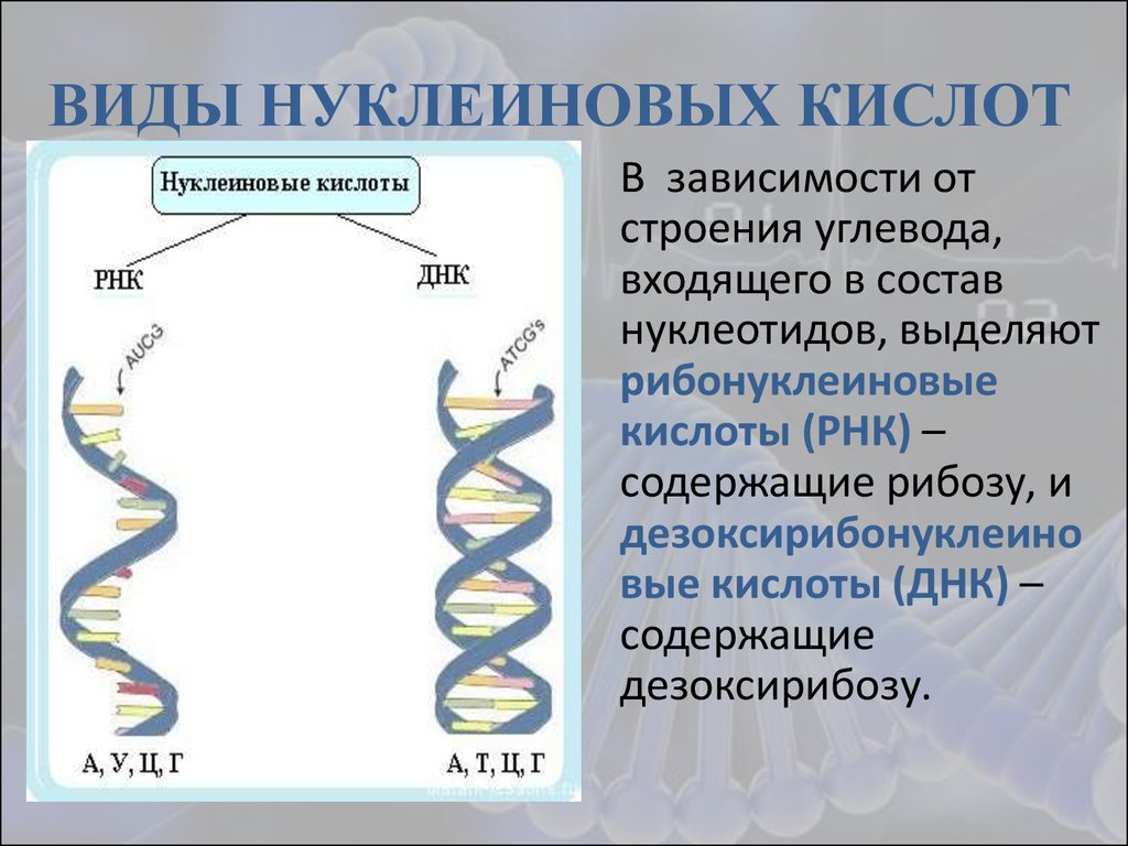 Матричные нуклеиновые кислоты. Структура нуклеиновых кислот ДНК И РНК. Функции нуклеиновых кислот ДНК И РНК. Структура нуклеиновых кислот РНК. Строение нуклеиновых кислот ДНК И РНК.
